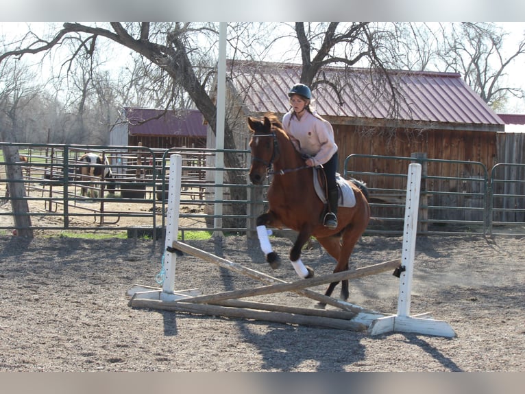 Volbloed Arabier Ruin 17 Jaar 152 cm Roodbruin in Fort Collins, CO