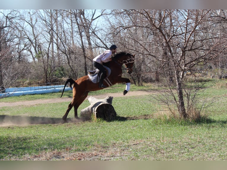 Volbloed Arabier Ruin 17 Jaar 152 cm Roodbruin in Fort Collins, CO