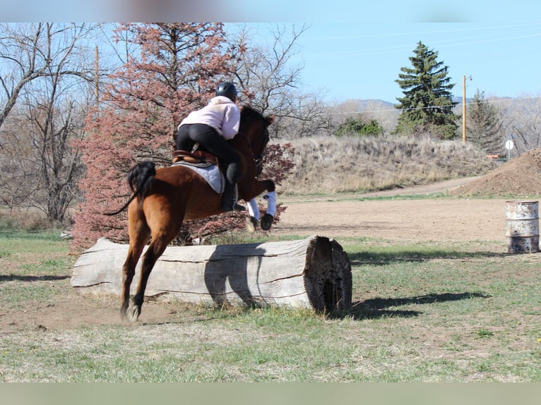 Volbloed Arabier Ruin 17 Jaar 152 cm Roodbruin in Fort Collins, CO