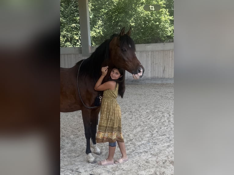 Volbloed Arabier Ruin 17 Jaar 156 cm Donkerbruin in Tann