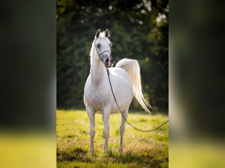 Volbloed Arabier Ruin 1 Jaar Bruin in Le Mans