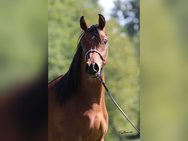 Volbloed Arabier Ruin 1 Jaar Bruin in Ried im Traunkreis
