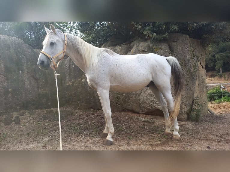 Volbloed Arabier Ruin 20 Jaar Schimmel in Sant Andreu De Llavaneres