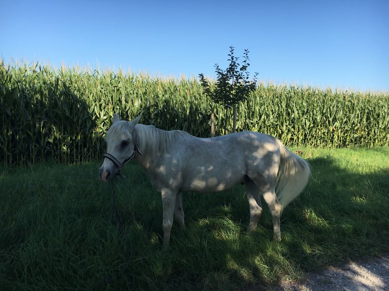 Volbloed Arabier Ruin 22 Jaar 145 cm Schimmel in Pfaffenhofen an der Roth