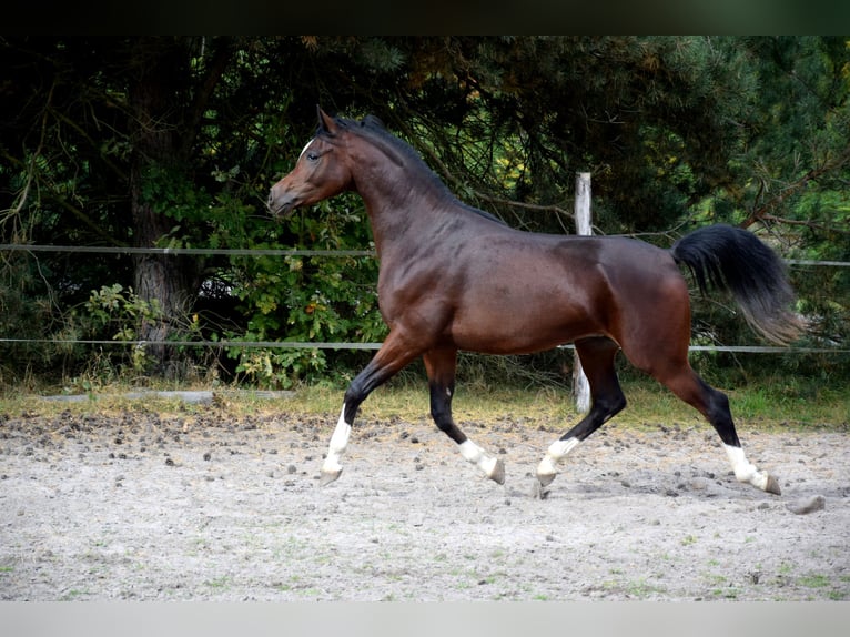 Volbloed Arabier Ruin 2 Jaar 153 cm Donkerbruin in Tuczępy