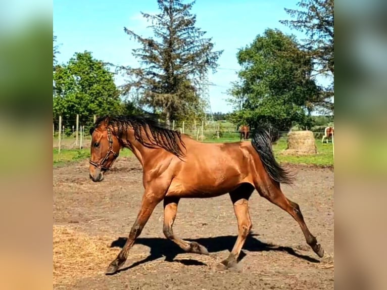 Volbloed Arabier Mix Ruin 2 Jaar 155 cm Bruin in Bredstedt