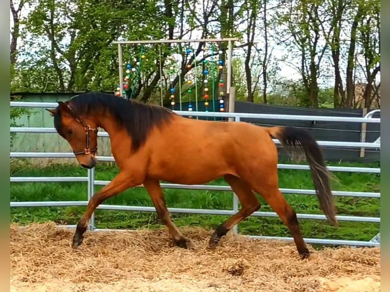 Volbloed Arabier Mix Ruin 2 Jaar 155 cm Bruin in Bredstedt