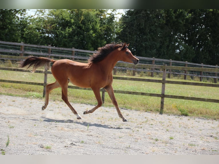 Volbloed Arabier Ruin 2 Jaar 156 cm Bruin in Nellingen