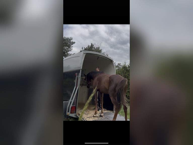 Volbloed Arabier Ruin 2 Jaar 157 cm Donkere-vos in Zeithain