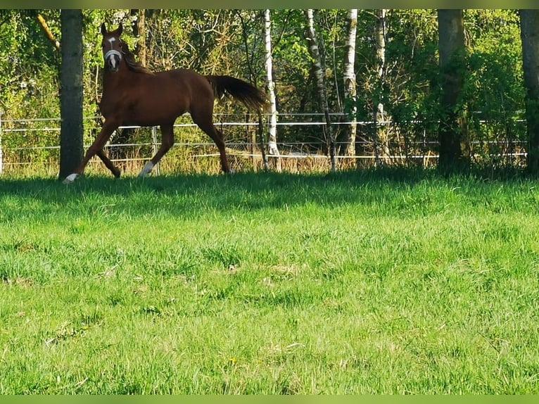 Volbloed Arabier Ruin 2 Jaar 162 cm Vos in Harzgerode