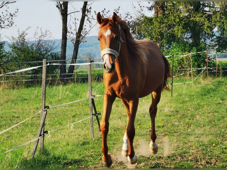 Volbloed Arabier Ruin 2 Jaar 162 cm Vos in Harzgerode