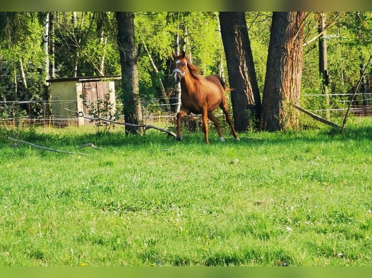 Volbloed Arabier Ruin 2 Jaar 162 cm Vos in Harzgerode
