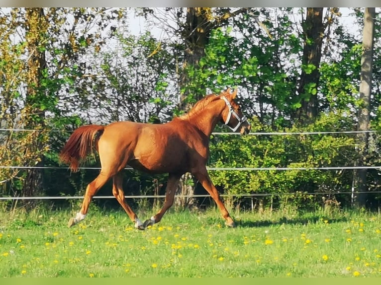 Volbloed Arabier Ruin 2 Jaar 162 cm Vos in Harzgerode