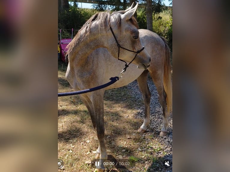Volbloed Arabier Ruin 2 Jaar kan schimmel zijn in Berg