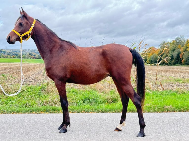 Volbloed Arabier Ruin 3 Jaar 148 cm Bruin in Riedlingen