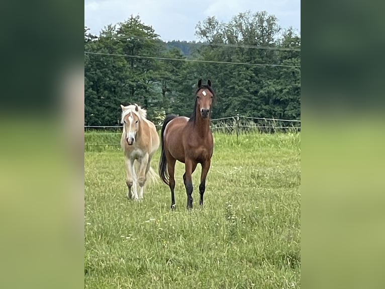 Volbloed Arabier Ruin 3 Jaar 150 cm Bruin in Leutershausen