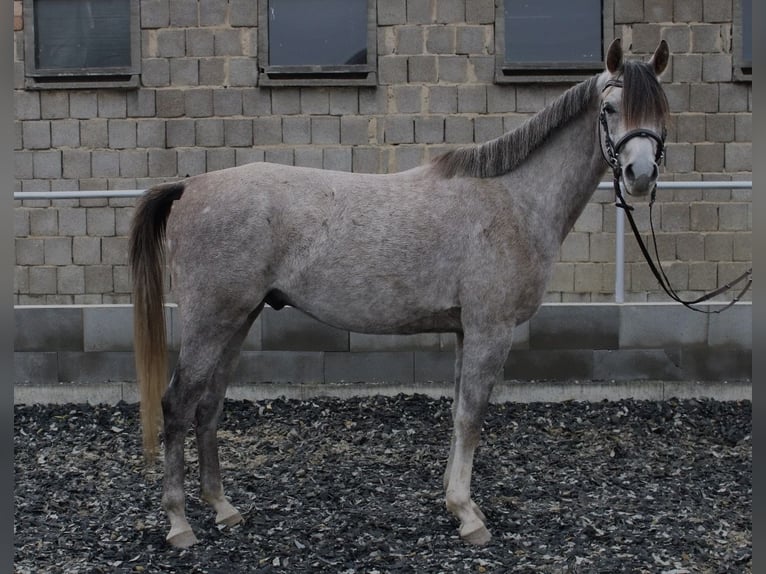 Volbloed Arabier Ruin 3 Jaar 150 cm Schimmel in Eisenberg