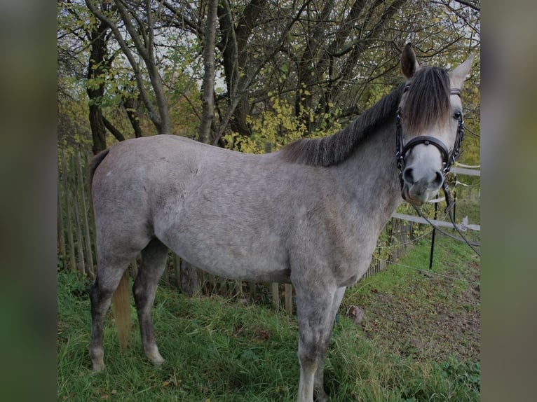 Volbloed Arabier Ruin 3 Jaar 150 cm Schimmel in Eisenberg
