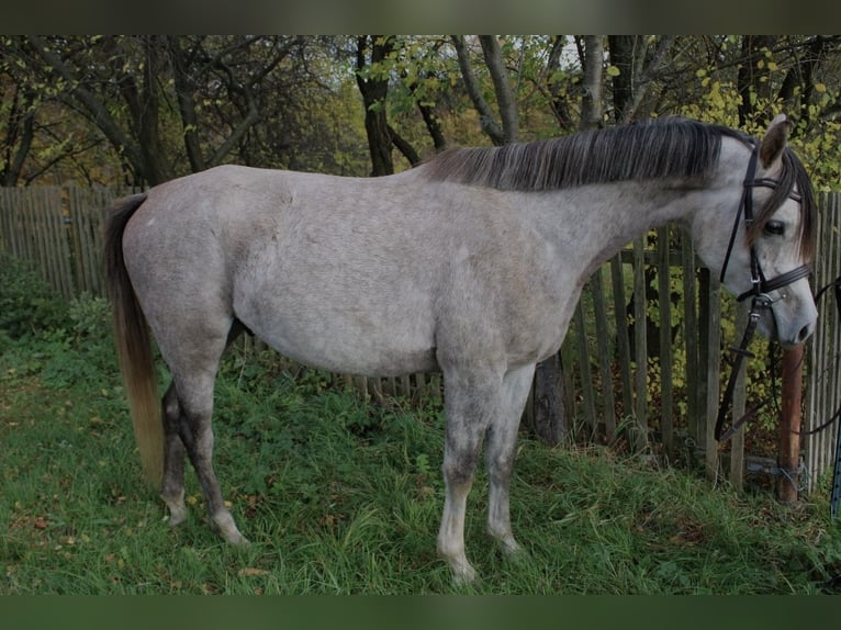 Volbloed Arabier Ruin 3 Jaar 150 cm Schimmel in Eisenberg