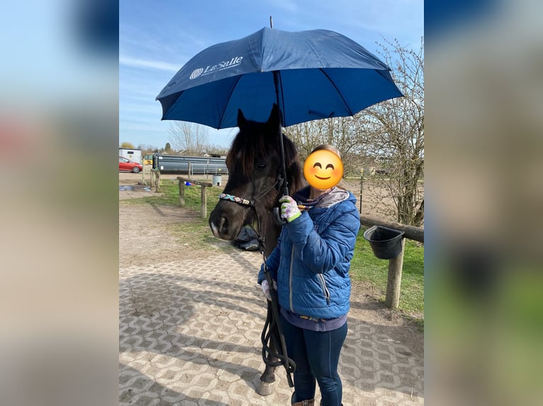 Volbloed Arabier Ruin 3 Jaar 150 cm Zwart in Hallbergmoos