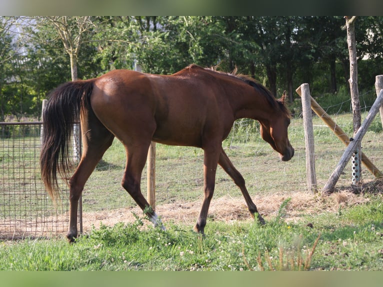 Volbloed Arabier Ruin 3 Jaar 152 cm Bruin in Torhout