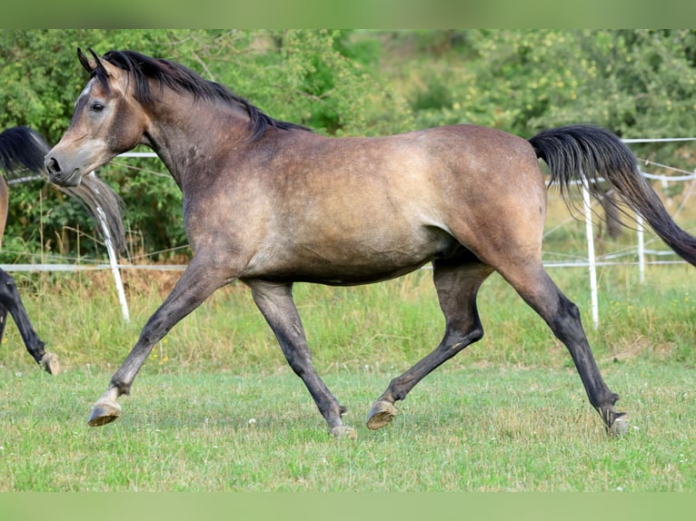 Volbloed Arabier Ruin 3 Jaar 154 cm Schimmel in Ammerbuch