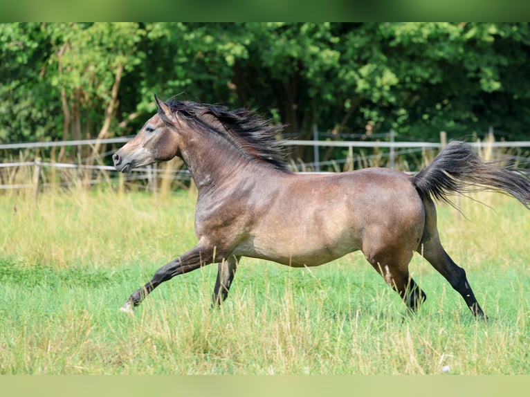 Volbloed Arabier Ruin 3 Jaar 154 cm Schimmel in Ammerbuch