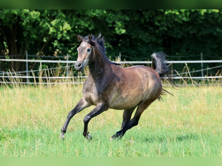 Volbloed Arabier Ruin 3 Jaar 154 cm Schimmel in Ammerbuch
