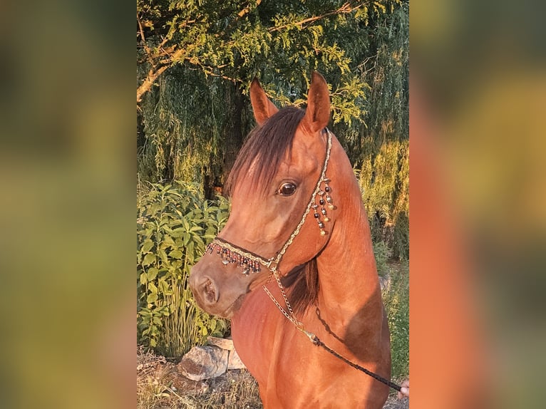 Volbloed Arabier Ruin 3 Jaar 155 cm Bruin in Reisenberg