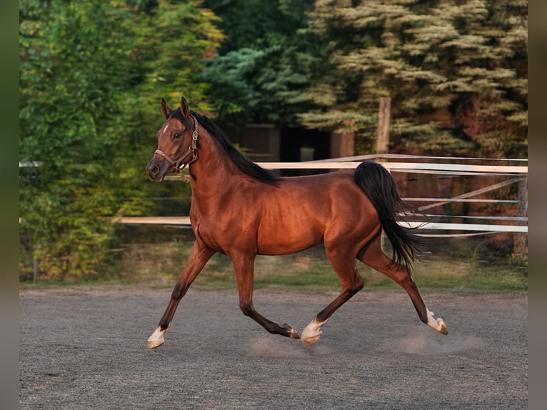 Volbloed Arabier Ruin 3 Jaar 155 cm Bruin in Reisenberg