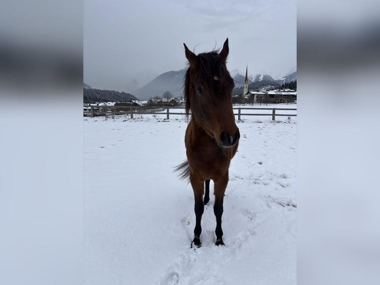 Volbloed Arabier Ruin 3 Jaar 155 cm Bruin in Karres