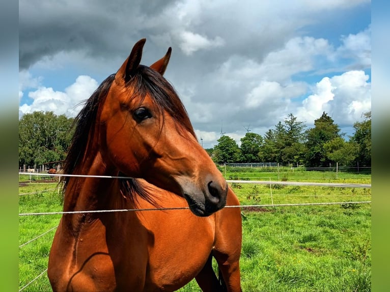 Volbloed Arabier Mix Ruin 3 Jaar 155 cm Bruin in Bredstedt
