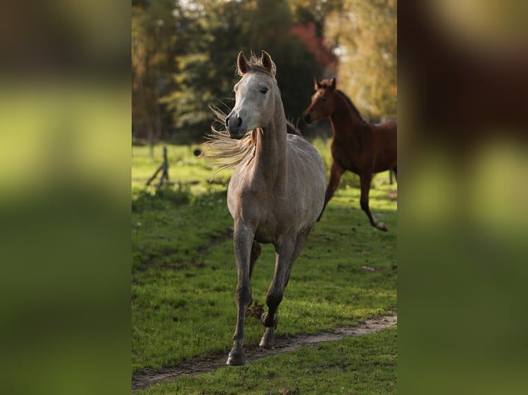 Volbloed Arabier Ruin 3 Jaar 155 cm Schimmel in Pesse