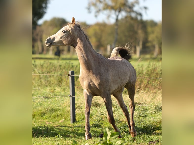 Volbloed Arabier Ruin 3 Jaar 155 cm Schimmel in Pesse