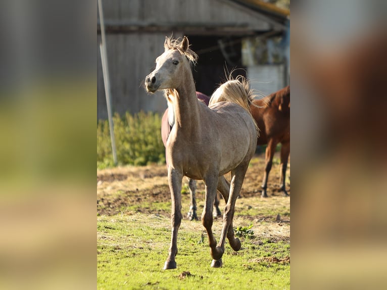 Volbloed Arabier Ruin 3 Jaar 155 cm Schimmel in Pesse