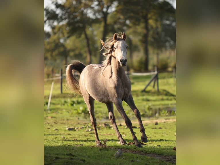 Volbloed Arabier Ruin 3 Jaar 155 cm Schimmel in Pesse