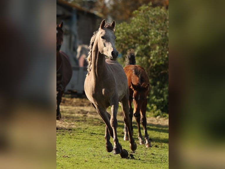 Volbloed Arabier Ruin 3 Jaar 155 cm Schimmel in Pesse