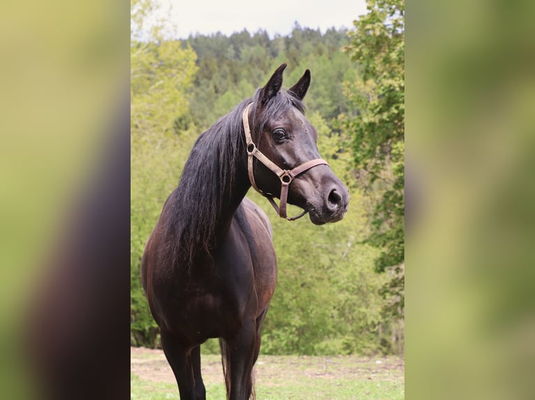 Volbloed Arabier Ruin 3 Jaar 155 cm Zwart in České Budějovice