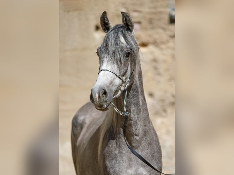 Volbloed Arabier Ruin 4 Jaar 151 cm kan schimmel zijn in Gomadingen
