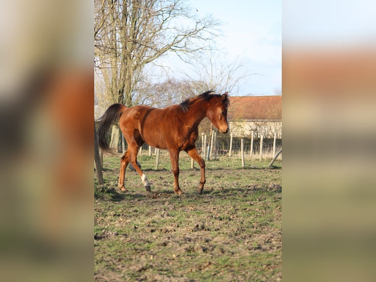 Volbloed Arabier Ruin 4 Jaar 152 cm Bruin in Torhout