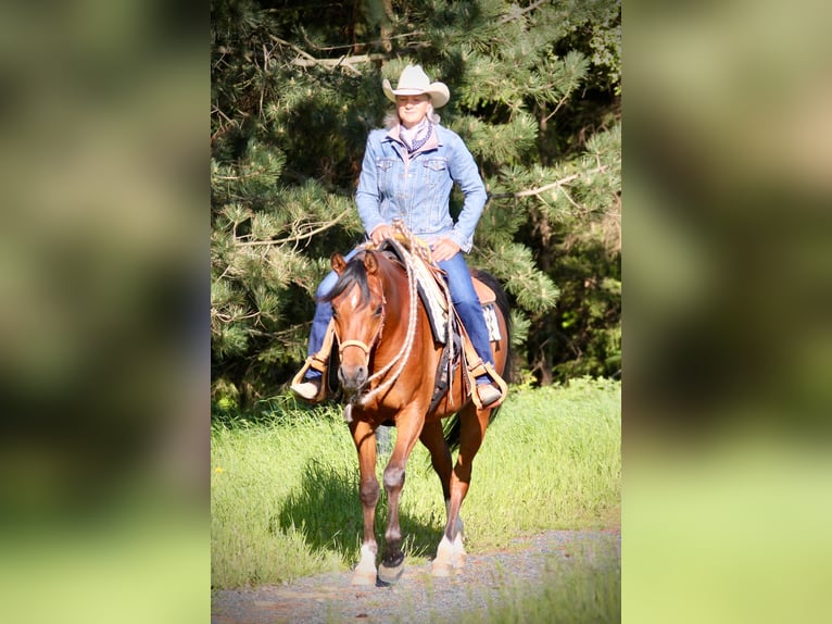 Volbloed Arabier Ruin 4 Jaar 152 cm Bruin in Krumbach