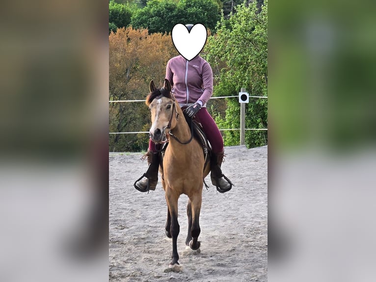 Volbloed Arabier Ruin 4 Jaar 153 cm Buckskin in Haiterbach