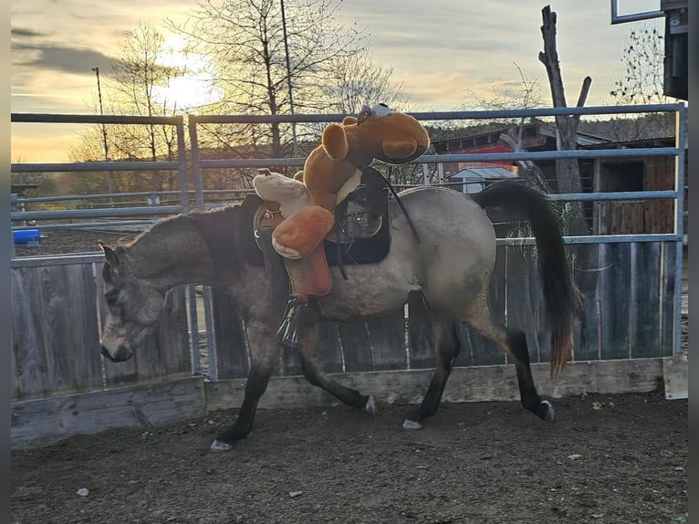 Volbloed Arabier Ruin 4 Jaar 153 cm Buckskin in Haiterbach
