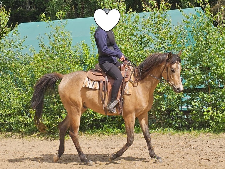 Volbloed Arabier Ruin 4 Jaar 153 cm Buckskin in Haiterbach