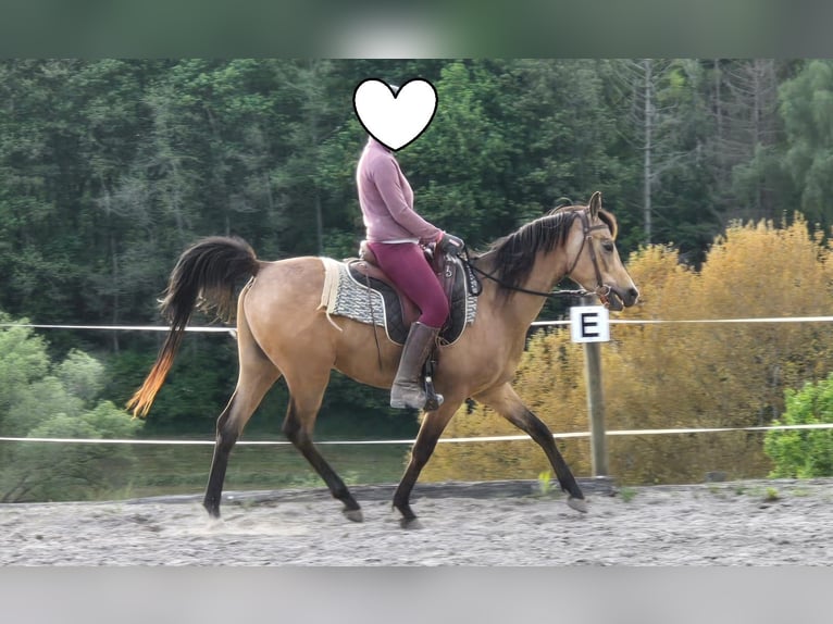 Volbloed Arabier Ruin 4 Jaar 153 cm Buckskin in Haiterbach