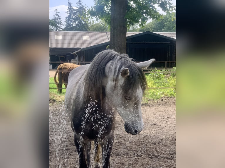 Volbloed Arabier Ruin 4 Jaar 155 cm Schimmel in Emst
