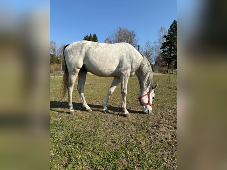 Volbloed Arabier Ruin 4 Jaar 155 cm Schimmel in Siauliai