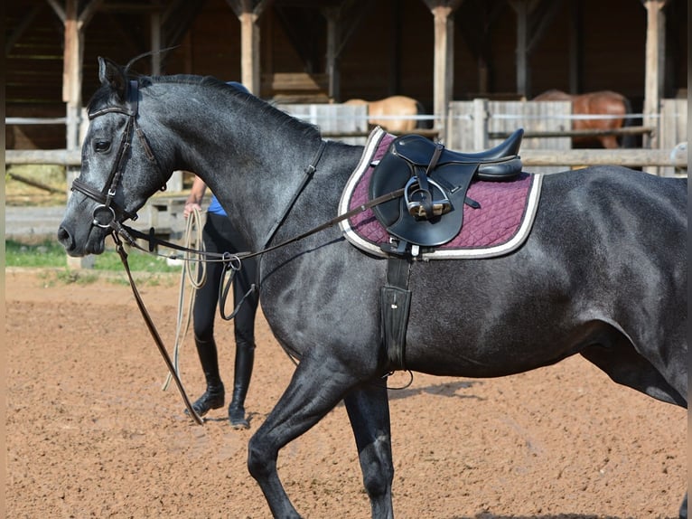 Volbloed Arabier Ruin 4 Jaar 155 cm Schimmel in Koprivnica