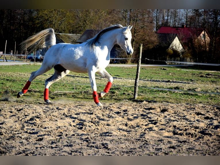 Volbloed Arabier Ruin 4 Jaar 160 cm Schimmel in Tuczępy