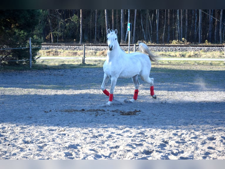 Volbloed Arabier Ruin 4 Jaar 160 cm Schimmel in Tuczępy